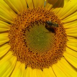 1208F 143 Rhein-Radweg